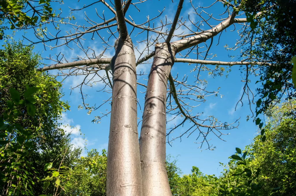 Madagascar-ile-aux-baobabs (1)-Montagne-des-Français-Anosiravo