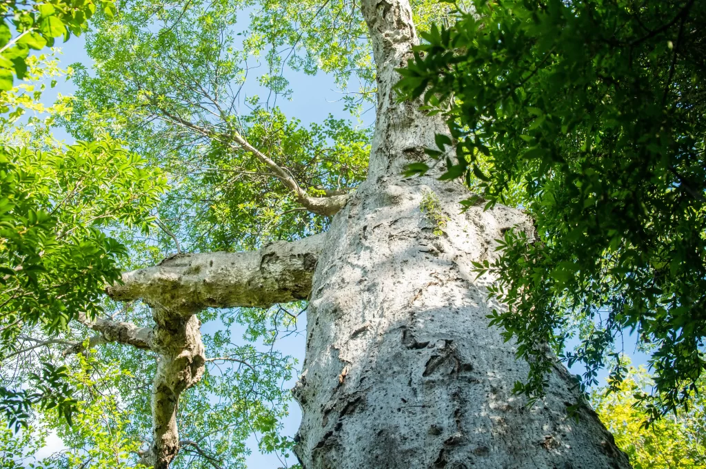 Madagascar-ile-aux-baobabs (2)-Montagne-des-Français-Anosiravo