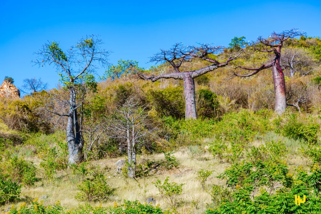Circuit_A_Baobab-Montagne-de-Français-Anosiravo
