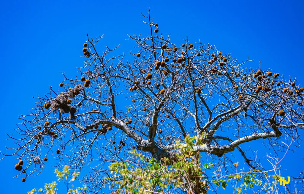 Couverture_Baobab (1)