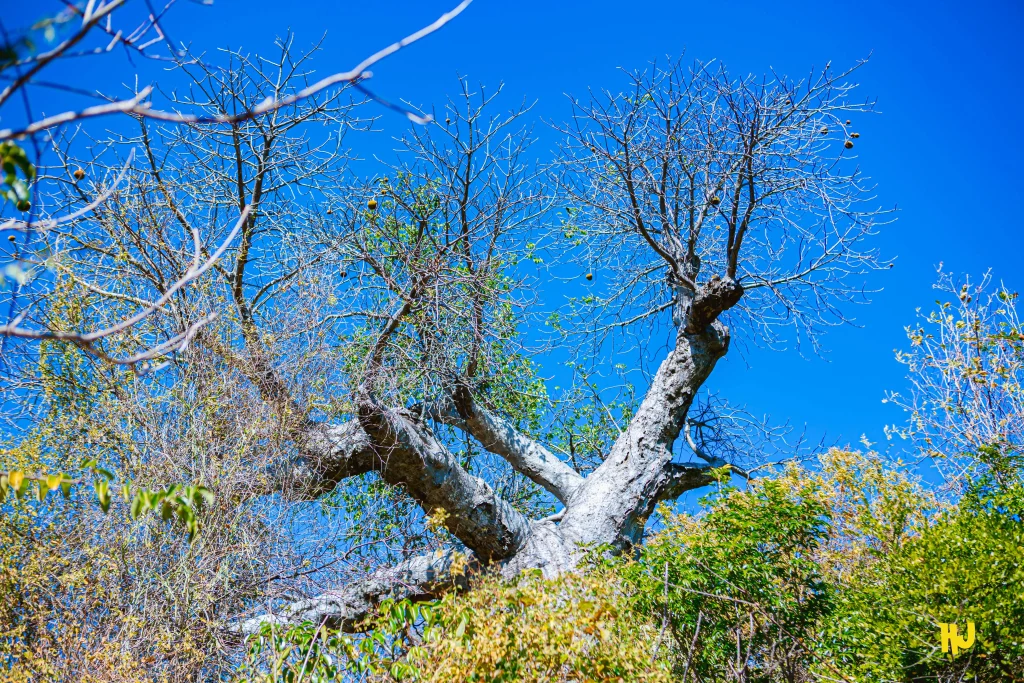 Vegetation Locale-Montagne-de-Français-Anosiravo