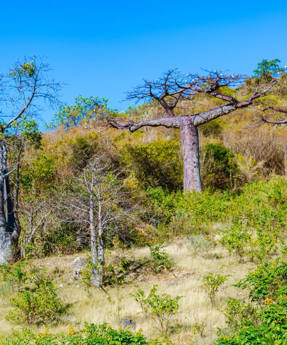 Circuit_A_Baobab-Montagne-de-Français-Anosiravo