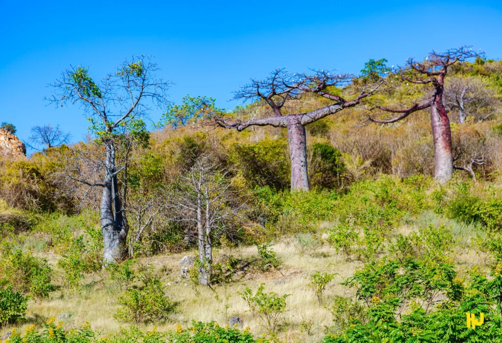 Circuit_A_Baobab-Montagne-de-Français-Anosiravo
