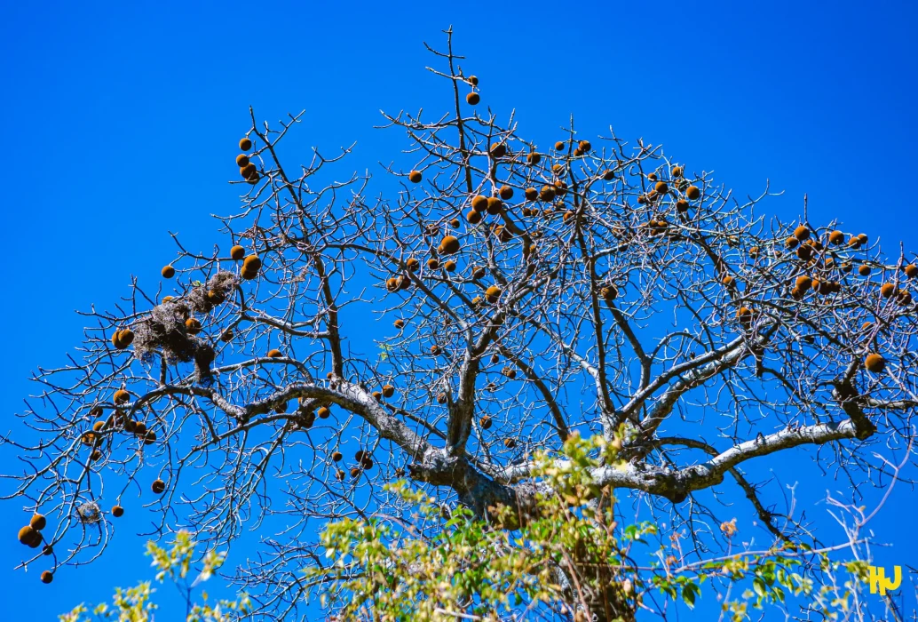 Couverture_Baobab (1)