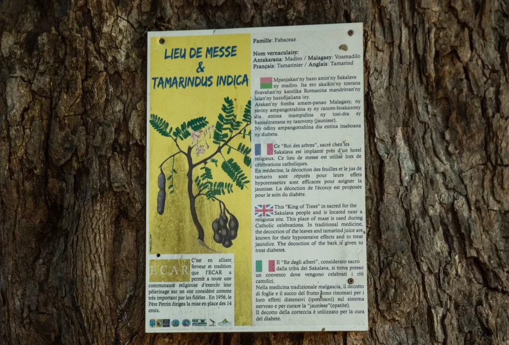 Grand Tamarinier (3)-Montagne-des-Français-Anosiravo